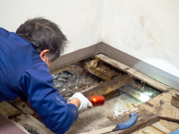 Best Kitchen Mold Remediation in Baldwin Park, CA