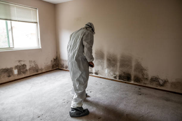 Professional Mold Remediation in Baldwin Park, CA