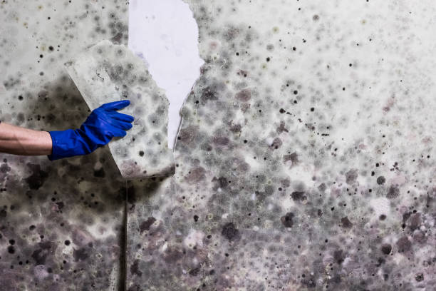Best Residential Mold Remediation in Baldwin Park, CA