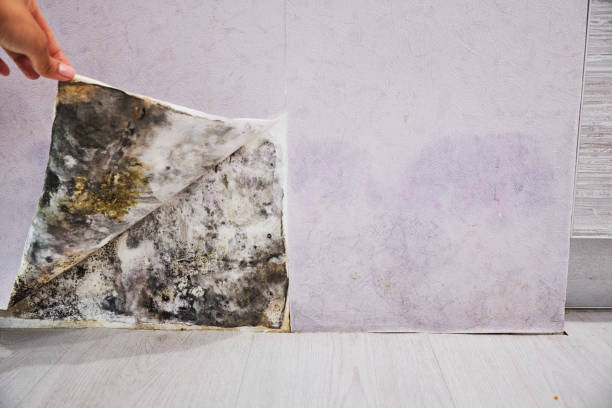 Best Bathroom Mold Remediation in Baldwin Park, CA